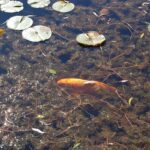 Dr. Sun Yat-Sen Classical Chinese Garden